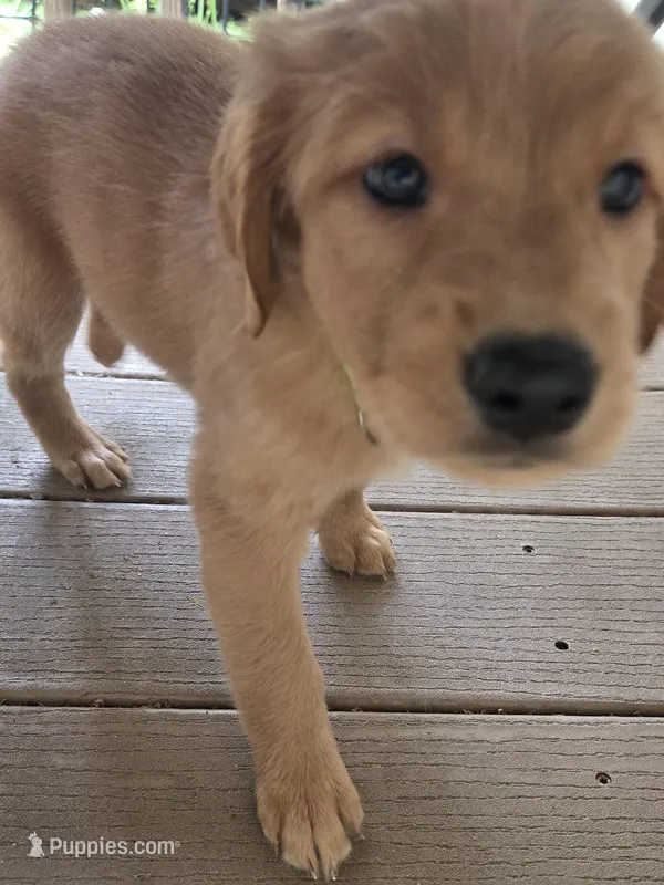 Ready Today! ☆Clover-AKC – Golden Retriever puppy for sale in Anderson, SC