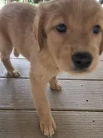 Ready Mother's Day! ☆Clover-AKC, a female Golden Retriever for sale in Anderson, SC – Photo 2 of 10