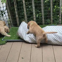 Ready Mother's Day! ☆Clover-AKC, a female Golden Retriever for sale in Anderson, SC – Photo 6 of 10