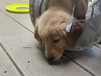 Ready Mother's Day! ☆Clover-AKC, a female Golden Retriever for sale in Anderson, SC – Photo 5 of 10