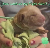 Ready Mother's Day! ☆Clover-AKC, a female Golden Retriever for sale in Anderson, SC – Photo 9 of 10