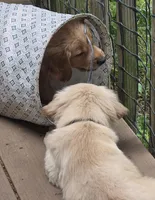 Ready Mother's Day! ☆Clover-AKC, a female Golden Retriever for sale in Anderson, SC – Photo 4 of 10