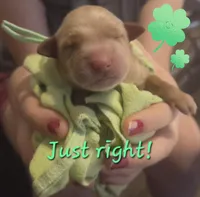 Ready Mother's Day! ☆Clover-AKC, a female Golden Retriever for sale in Anderson, SC – Photo 10 of 10