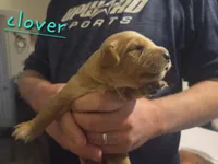Ready Mother's Day! ☆Clover-AKC, a female Golden Retriever for sale in Anderson, SC – Photo 7 of 10