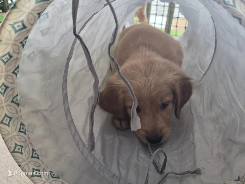 Ready Mother's Day! ☆Clover-AKC – Golden Retriever puppy for sale in Anderson, SC
