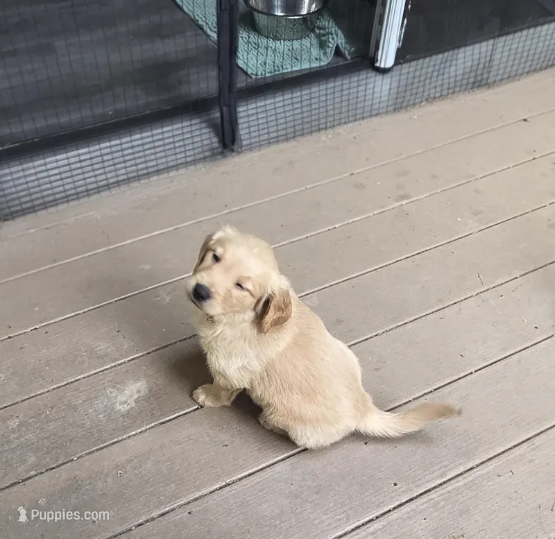Ready Mother's Day! ☆Hazel-AKC, a female Golden Retriever for sale in Anderson, SC – Photo 1 of 9