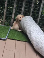 Ready Mother's Day! ☆Hazel-AKC, a female Golden Retriever for sale in Anderson, SC – Photo 2 of 9