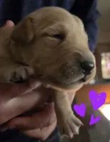 Ready Mother's Day! ☆Hazel-AKC, a female Golden Retriever for sale in Anderson, SC – Photo 8 of 9