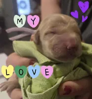 Ready Mother's Day! ☆Hazel-AKC, a female Golden Retriever for sale in Anderson, SC – Photo 5 of 9