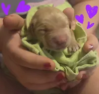 Ready Mother's Day! ☆Hazel-AKC, a female Golden Retriever for sale in Anderson, SC – Photo 7 of 9