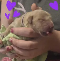Ready Mother's Day! ☆Hazel-AKC, a female Golden Retriever for sale in Anderson, SC – Photo 6 of 9