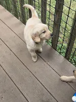 Ready Mother's Day! ☆Hazel-AKC, a female Golden Retriever for sale in Anderson, SC – Photo 3 of 9