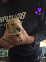 Ready Mother's Day! ☆Hazel-AKC, a female Golden Retriever for sale in Anderson, SC – Photo 9 of 9