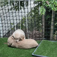 Ready Mother's Day! ☆Chief -AKC, a male Golden Retriever for sale in Anderson, SC – Photo 2 of 8