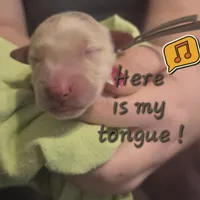 Ready Mother's Day! ☆Chief -AKC, a male Golden Retriever for sale in Anderson, SC – Photo 5 of 8
