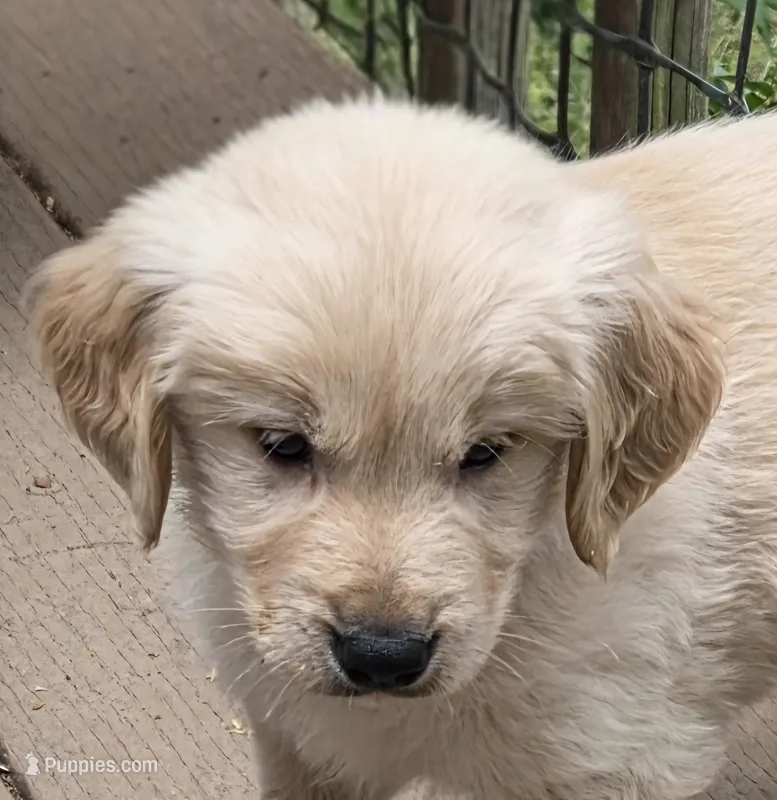 Ready Mother's Day! ☆Chief -AKC – Golden Retriever puppy for sale in Anderson, SC