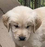 Ready Mother's Day! ☆Chief -AKC, a male Golden Retriever for sale in Anderson, SC – Photo 1 of 8