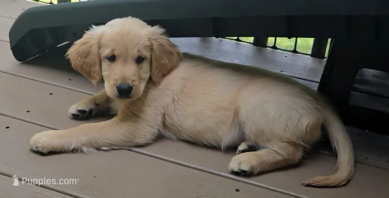 Ready Today! ☆Daisy-AKC – Golden Retriever puppy for sale in Anderson, SC
