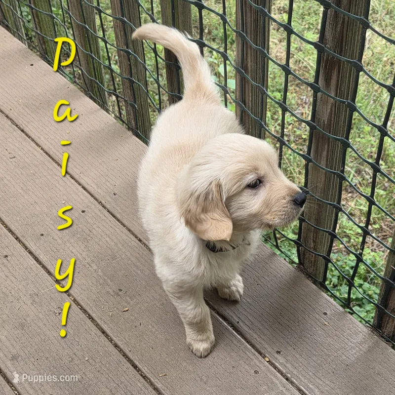 Ready Today! ☆Daisy-AKC – Golden Retriever puppy for sale in Anderson, SC