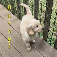 Ready Today! ☆Daisy-AKC, a female Golden Retriever for sale in Anderson, SC – 1 of 8