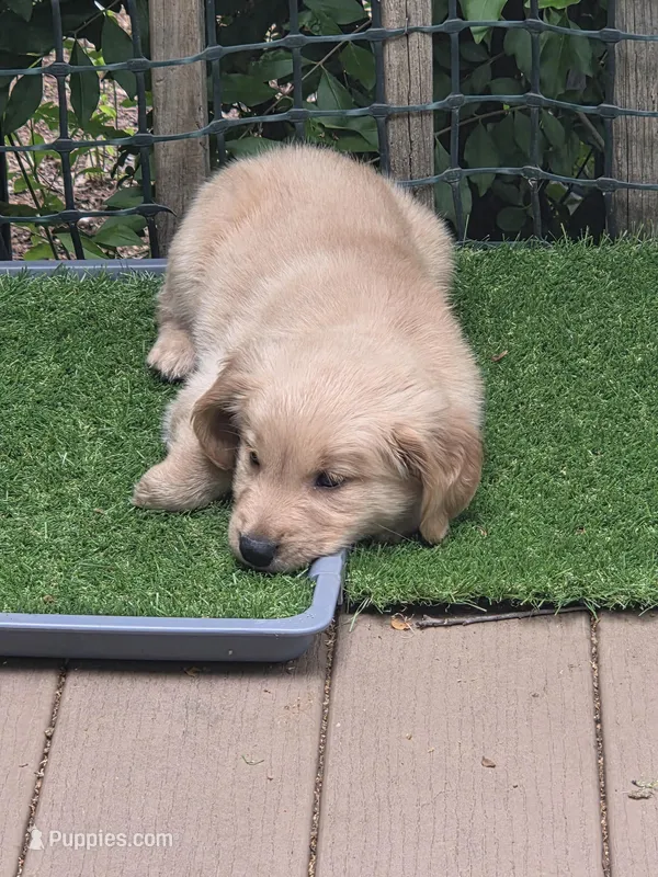 Ready Mother's Day! ☆Blu-AKC – Golden Retriever puppy for sale in Anderson, SC