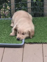 Ready Mother's Day! ☆Blu-AKC, a male Golden Retriever for sale in Anderson, SC – Photo 1 of 5