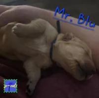 Ready Mother's Day! ☆Blu-AKC, a male Golden Retriever for sale in Anderson, SC – Photo 3 of 5