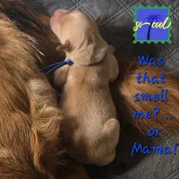 Ready Mother's Day! ☆Blu-AKC, a male Golden Retriever for sale in Anderson, SC – Photo 2 of 5