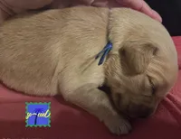 Ready Mother's Day! ☆Blu-AKC, a male Golden Retriever for sale in Anderson, SC – Photo 5 of 5