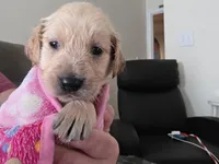 Ready Mother's Day! ☆Pistachio-AKC, a male Golden Retriever for sale in Anderson, SC – Photo 8 of 10
