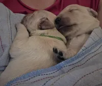 Ready Mother's Day! ☆Pistachio-AKC, a male Golden Retriever for sale in Anderson, SC – Photo 5 of 10