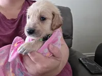 Ready Mother's Day! ☆Pistachio-AKC, a male Golden Retriever for sale in Anderson, SC – Photo 7 of 10