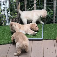 Ready Mother's Day! ☆Pistachio-AKC, a male Golden Retriever for sale in Anderson, SC – Photo 9 of 10