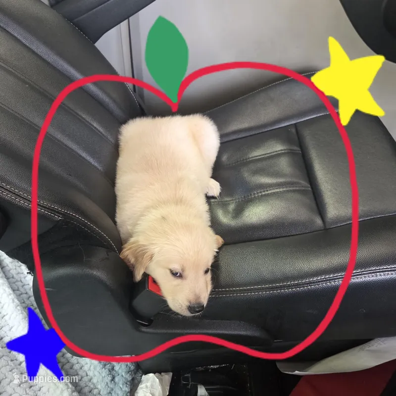 Ready Mother's Day! ☆Pistachio-AKC – Golden Retriever puppy for sale in Anderson, SC