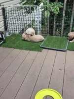 Ready Mother's Day! ☆Pistachio-AKC, a male Golden Retriever for sale in Anderson, SC – Photo 10 of 10
