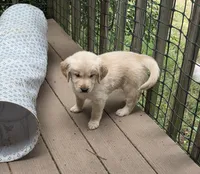 Ready Today! ☆Chief -AKC, a male Golden Retriever for sale in Anderson, SC – 1 of 9