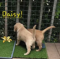 Ready Today! ☆Daisy-AKC, a female Golden Retriever for sale in Anderson, SC – 3 of 8