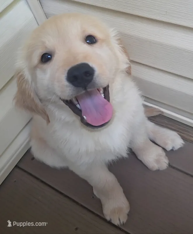 Ready Today! ☆Chief -AKC – Golden Retriever puppy for sale in Anderson, SC
