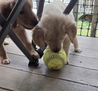 Ready Today! ☆Daisy-AKC, a female Golden Retriever for sale in Anderson, SC – 2 of 8