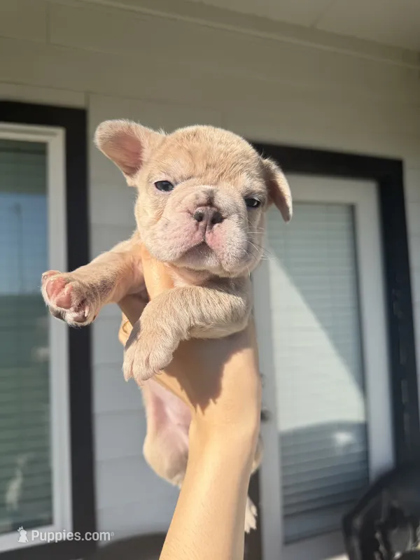Lala, a female French Bulldog for sale in Fresno, TX – 1 of 2