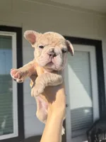 Lala, a female French Bulldog for sale in Fresno, TX – 1 of 2