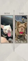 Lala, a female French Bulldog for sale in Fresno, TX – 2 of 2