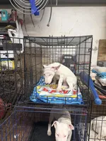 Lil Scap, a male Bull Terrier for sale in Baltimore, MD – Photo 1 of 3