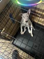 Snowy, a female Miniature Bull Terrier for sale in Baltimore, MD – 2 of 4