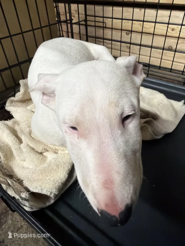 Snowy – Miniature Bull Terrier puppy for sale in Baltimore, MD