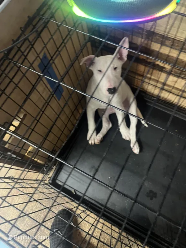 Busta Bus – Bull Terrier puppy for sale in Baltimore, MD