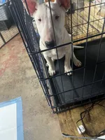 Busta Bus, a male Bull Terrier for sale in Baltimore, MD – Photo 2 of 2