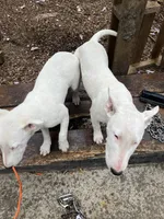 Snowy, a female Miniature Bull Terrier for sale in Baltimore, MD – 3 of 4
