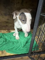 Slick Patch Ricky Dee, a male Bull Terrier for sale in Baltimore, MD – Photo 8 of 8