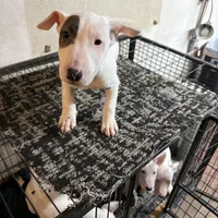 Slick Patch Ricky Dee, a male Bull Terrier for sale in Baltimore, MD – Photo 2 of 8